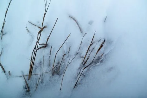 Dried grass on snow background Stock Photos