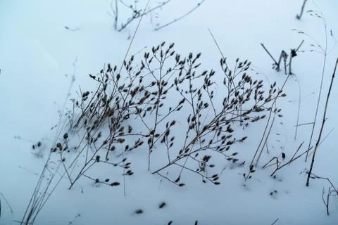 Dried grass on snow background Stock Photos