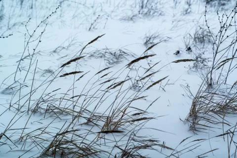 Dried grass on snow background Stock Photos