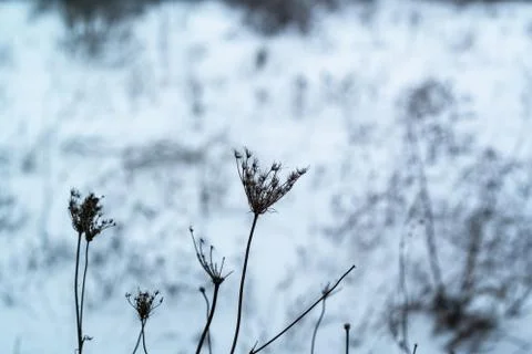 Dried grass on snow background Stock Photos