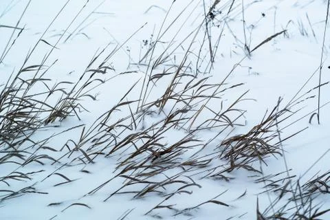Dried grass on snow background Stock Photos