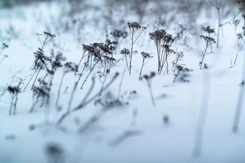 Dried grass on snow background Stock Photos
