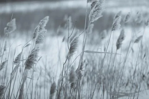 Dried grass on snow background Stock Photos