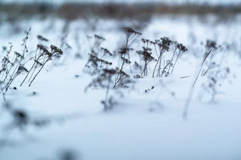 Dried grass on snow background Stock Photos