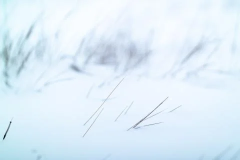 Dried grass on snow background Stock Photos