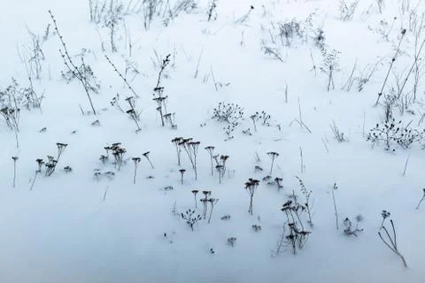 Dried grass on snow background Stock Photos