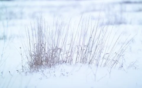 Dried grass on snow background Stock-Fotos