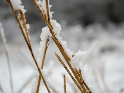 Dried grass in the snow close-up. Stock Photos
