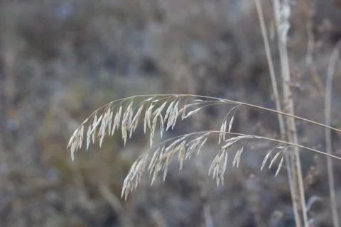 Dried grass stem with seeds Stock Photos