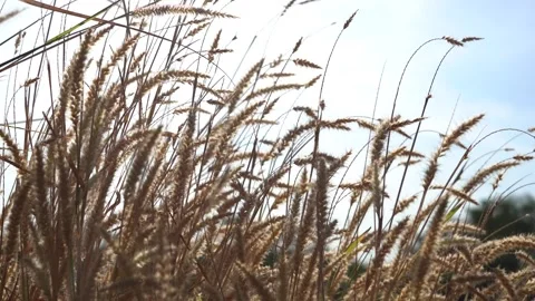 Dried grass, stems blown by the wind, in autumn Stock Footage 294752608