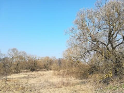 Dried grass in the sun with trees against the blue sky. Sunny day in the vill Stock Photos