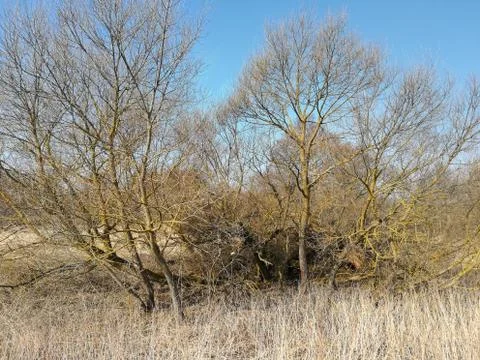 Dried grass in the sun with trees against the blue sky. Sunny day in the vill Stock Photos