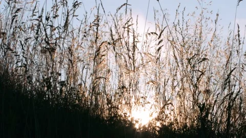 Dried grass in sunset light Видео 141120039