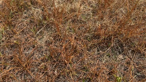 Dried grass swayed by wind 스톡 동영상 342686935