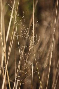 Dried grass texture. Abstract background Stock Photos