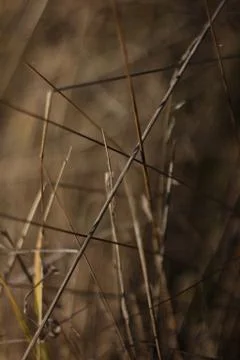 Dried grass texture Stock Photos
