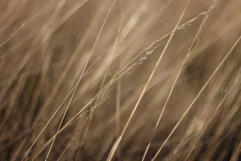 Dried grass texture Stock Photos