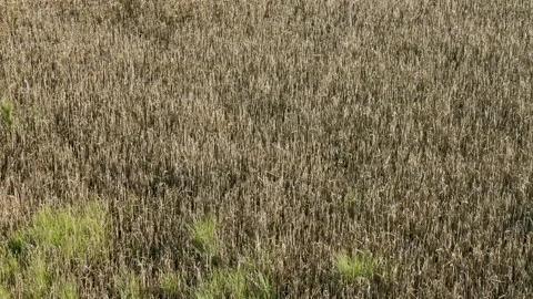 Dried Grass Texture in Wetland Stock Footage 334819669