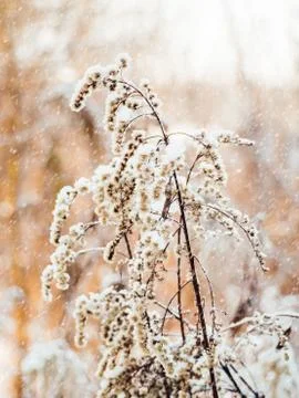 Dried grass under the snow. Snowfall in forest. Winter season. Natural backgr Stock Photos