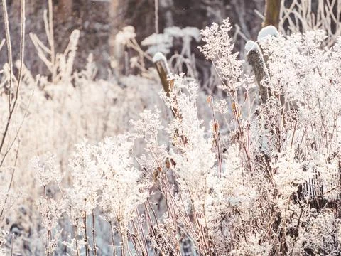 Dried grass under the snow. Snowfall in forest. Winter season. Natural backgr Foto stock