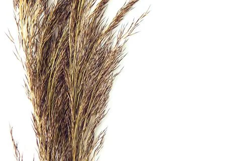 Dried grass on white background with copy space Stock Photos
