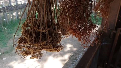 Dried Grass in the Wind Video stock 311129065