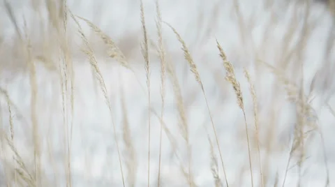 Dried Grasses Stock Footage 34817677