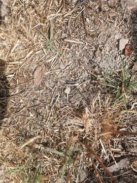 Dried grassland Stock Photos