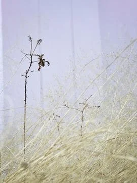 Dried grass,light brown color,reflection of sunlight shining around,beauty .. Stock Photos