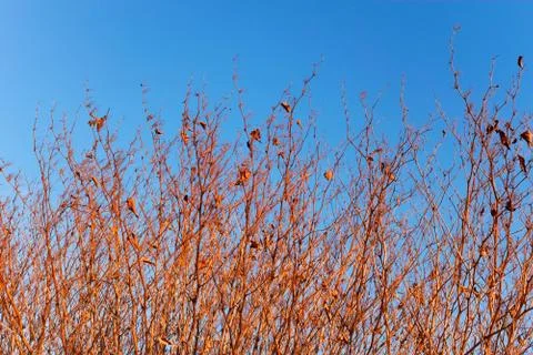 Dried grassy plants Stock Photos