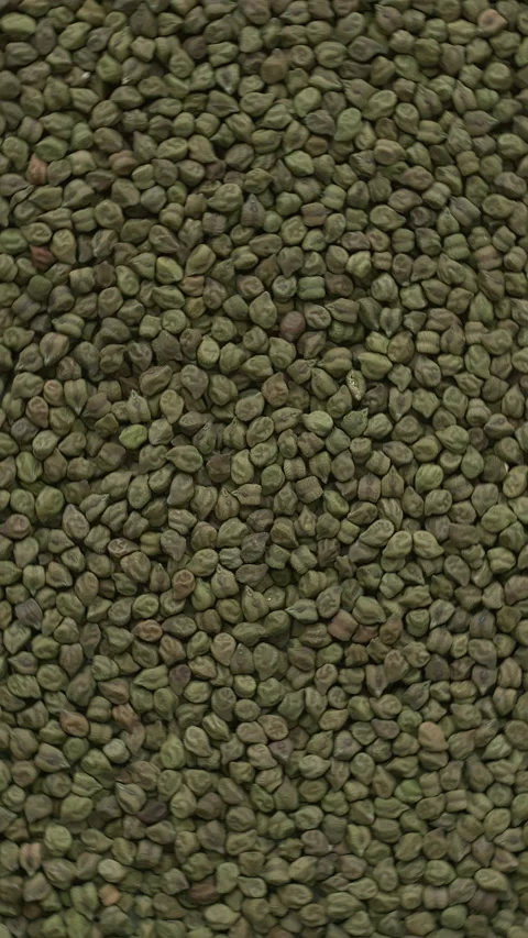 Dried green chickpea background.  Seamless loop. Vertical video. Stock Footage 277607671