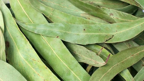 Dried green eucalyptus leaves circle rotation close up top view Stock Footage 306048043