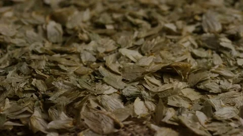 Dried green hops flowers on rustic brown burlap fabric Stock Footage 327829294