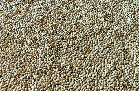 Dried Green Split Lentils background. Stock Photos