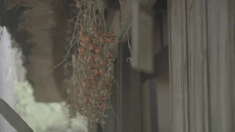Dried Ground Cherries Hanging Under Eaves of Traditional House, Log Footage Stock Footage 340536546