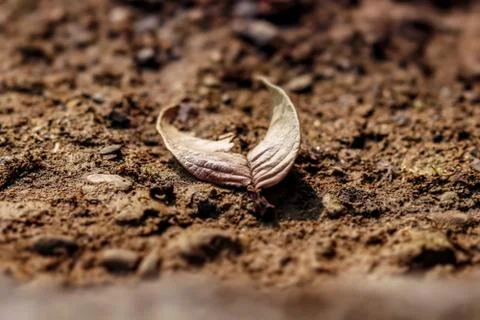 Dried half leaf on the ground Stock Photos
