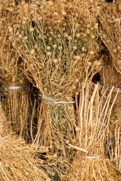 Dried Harmal Stock Photos