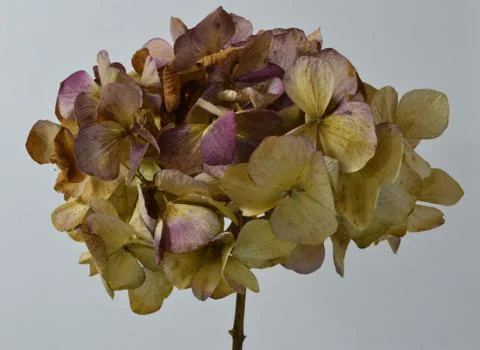 Dried head of a hydrangea plant Stock Photos