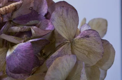 Dried head of a hydrangea plant Stock Photos