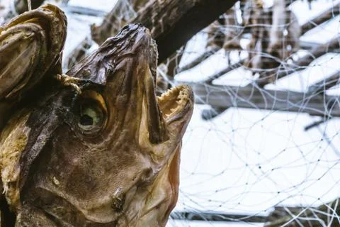 The dried heads of fish cod which are hanged out Foto stock