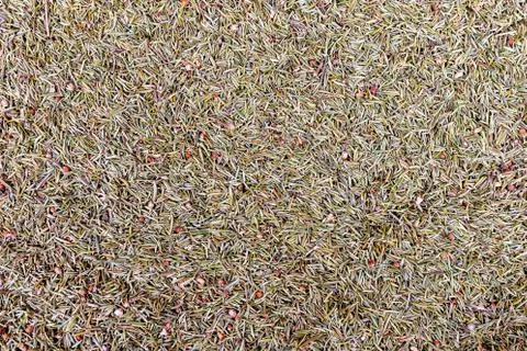 Dried heather tea Foto stock