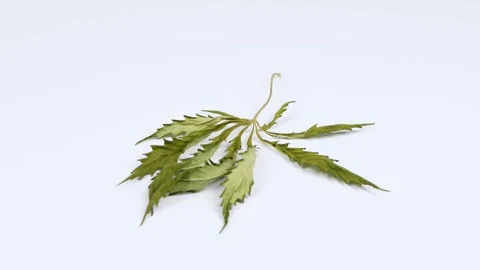 Dried hemp leaves. Side view. Loop motion. Rotation 360. Stock Footage 245077208
