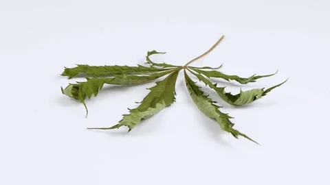 Dried hemp leaves. Side view. Loop motion. Rotation 360. Stock Footage 245077409