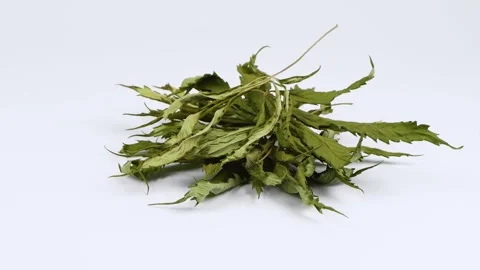 Dried hemp leaves. Side view. Loop motion. Rotation 360. Stock Footage 245077703