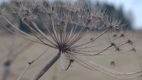 Dried Heracleum Stock Footage 71204022