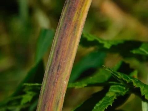 Dried herb leaf with Stock Photos