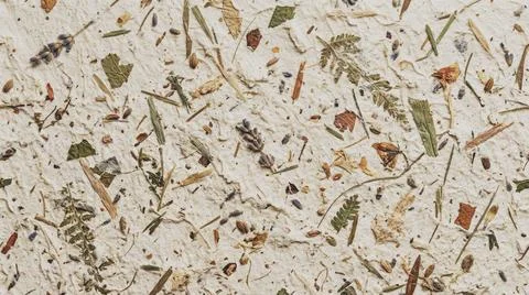 Dried Herb Sprigs on Light Background. Stock-Fotos