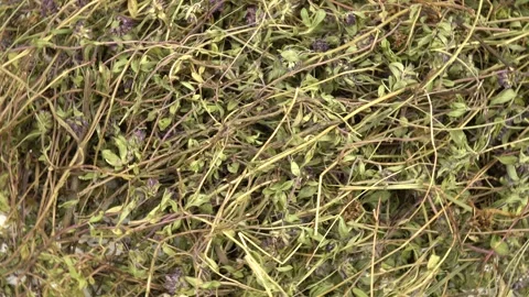Dried herb thyme, plant background Stock Footage 278038197