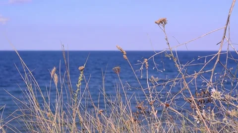 Dried herbs are beaten by the wind at the edge of sea and sky blue Stock Footage 60780582