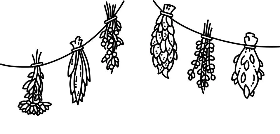 Dried herbs flat vector style black and white ornament Stock Illustration